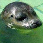 FocadoAlaska's profile picture. Gaming, Motorsport, Aviation and Simracing
🇩🇪Danke Seb
🇬🇧LH44 🇳🇱MV1 🇪🇸CS55 🇧🇷GB5
🇫🇷Peugeot #93 #94
🇯🇵Toyota #7
🇩🇪Porsche #7 
🇮🇹Ferrari #51 #83