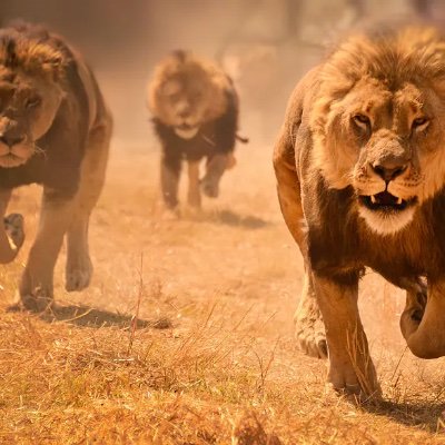 Kings_2_Kingz's profile picture. This page is dedicated to streaming for my brothers twitch pages. Videos of epic clips and links to follow their handles will be posted