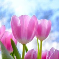 華🌷✨💖 (@tuftowzta0coasj) 's Twitter Profile Photo 華🌷✨💖 (@tuftowzta0coasj) 's Twitter Profile Photo