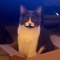 baker meowfield (@badkittytakes) 's Twitter Profile
