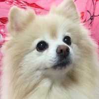 酒本歩 (@kanta04031818) 's Twitter Profile