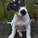 Steve Moran - @Shotgun_Stevie - Twitter