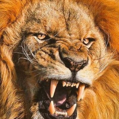 turgaycans's profile picture. 