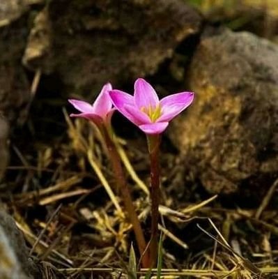 Hola gente bonita está cuenta es para que la gente miahuateca valore lo que tiene de conciencia ecológica🌳🌲🍀