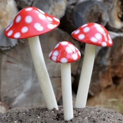 bbybella101's profile picture. For my only fans bunnies!!🍄🐰https://t.co/NVC8op1siy