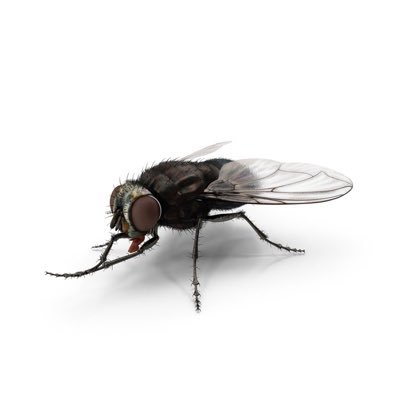 flyさんのプロフィール画像