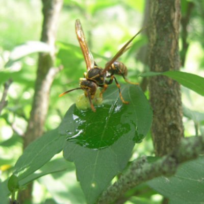 Animal Ecology, Institute of Animal Ecology & Systematics, Justus Liebig University of Giessen, Emily Poppenborg Martin Lab