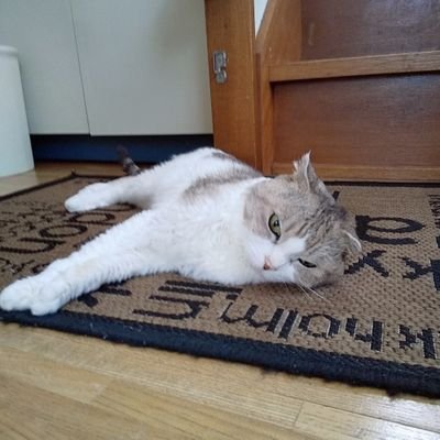 yu_yummy9's profile picture. 美味しいものと綺麗なものが好き🥞 猫と暮らしていた人 時々呟きます