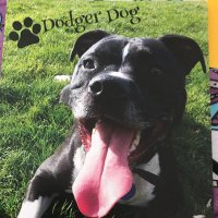 ILoveDodgerDog(@i_dodger) 's Twitter Profile Photo