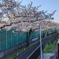 【上級終活ガイドと語ろう】寺院・葬儀・終活専門ホームページ作成 (@blogshukatsu) Twitter profile photo