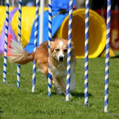 agilitymom83's profile picture. day to day, week to week, month to month and year to year, we keep moving forward finding good in our path.