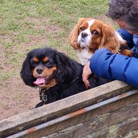 Alison Brooks (@alibrooks110) 's Twitter Profile