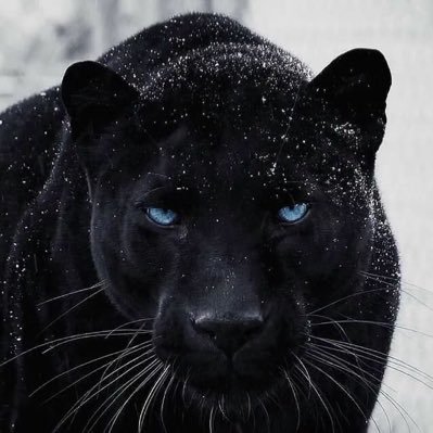 NFH00D's profile picture. 