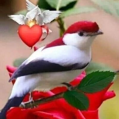 Jarir34296468's profile picture.