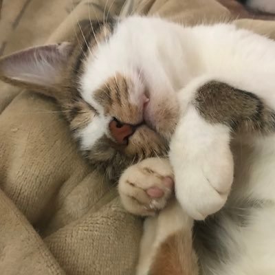 鳥（猫の非常食）ピヨピヨさんのプロフィール画像