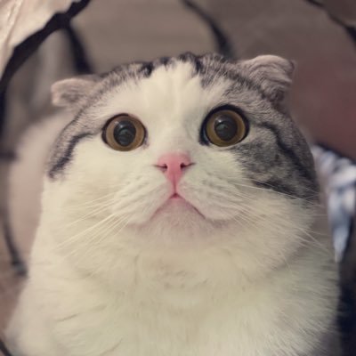 猫のはるのすけさんのプロフィール画像