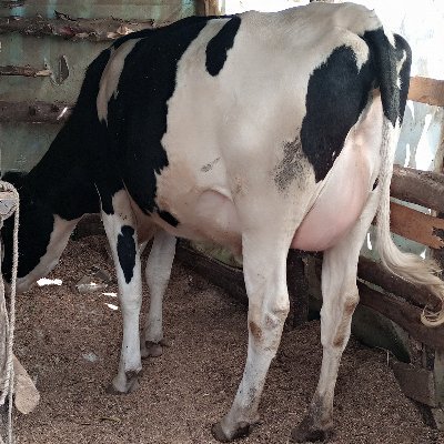 A driven entrepreneur who deals in high producing dairy cows and incalf heifers   contact me on :::: 0705366836