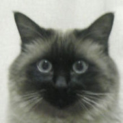 yoshiwochan's profile picture. 2022年4月から農業はじめました。毎日ほぼ畑作業やってます。クルマバイク好き。G-SHOCKも。