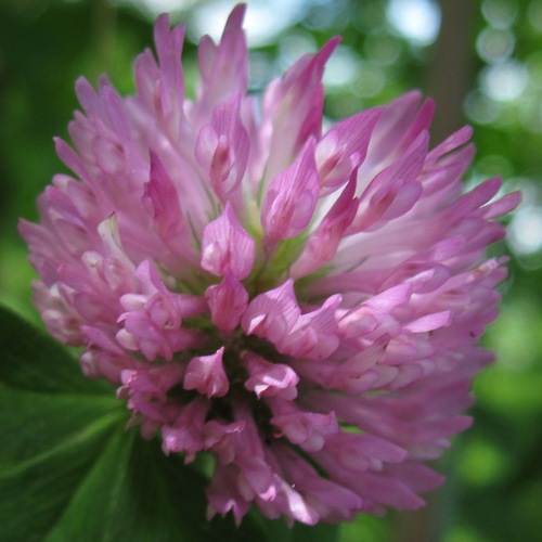 BioEnergetic Medicine intuitive. Uprooting root causes, opening the flow system of the body equals health. Using remedies that match your energy - wonderful!