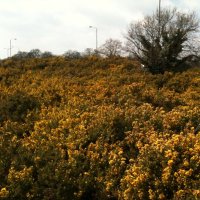 Greenwich Wildlife (@wildgreenwich) 's Twitter Profile