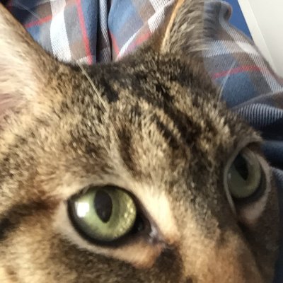 SteveWWJ's profile picture. People always go looking for unicorns when we’ve got rhinos... The rhinoceros is a fascinating animal... Screw unicorns, man.  I’m @stevewwj on IG and bsky.