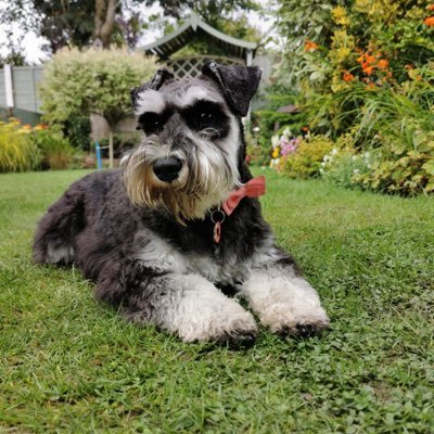 I’m a mini schnauzer who loves lots of cuddles and walks🐾