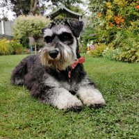 Maisie Moo Hoo (@maisiemoohoo) 's Twitter Profile