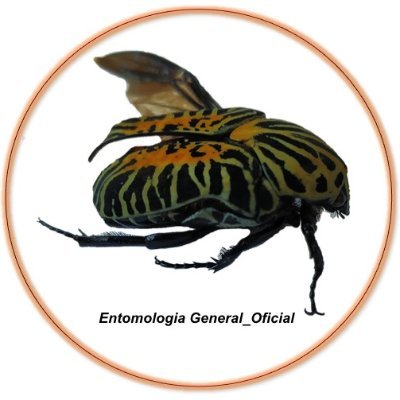 El estudio de los Insectos