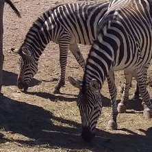 🍃🦓Un frikazo bastante grande🦏🍂