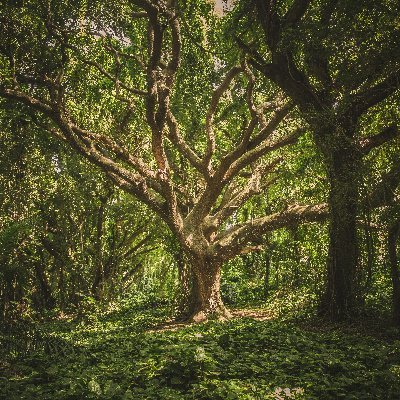 I love nature and revel in all it has to offer, nothing is more relaxing than a walk in the woods with my two dogs.
