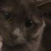 Carl Wheezan Al Gaib ASMR (Ben's Version) (@notfinbar) Twitter profile photo Carl Wheezan Al Gaib ASMR (Ben's Version) (@notfinbar) Twitter profile photo
