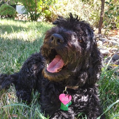 BrendaFoxGru's profile picture. The most common way people give up their power is by thinking they don't have any." -Alice Walker