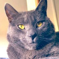 𝔸𝕃𝕆𝕆 (ālū) 🐾🇦🇺 (@aloo_oz) 's Twitter Profile Photo 𝔸𝕃𝕆𝕆 (ālū) 🐾🇦🇺 (@aloo_oz) 's Twitter Profile Photo