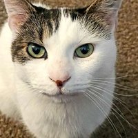 Ponyo (@ponyodacat) 's Twitter Profile