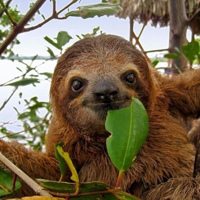 Anas_Sloth Profile Picture