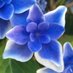 Kindness Matters (@seniorservicebc) Twitter profile photo Kindness Matters (@seniorservicebc) Twitter profile photo