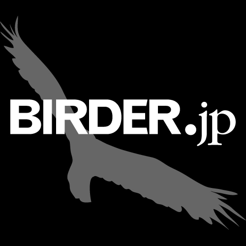 birderjp Profile Picture