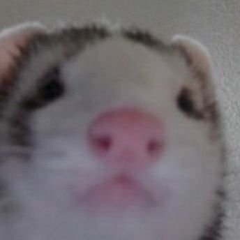 ferretpass Profile Picture