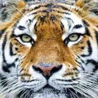 خالد محمد عبدالله النمر (@km_tiger) 's Twitter Profile