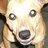 chipsteri's profile image