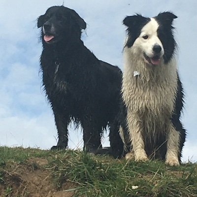 dorset_sue's profile picture. Supporting  my fellow Drs Prac Health PSU locum
Ex GP partner  
https://t.co/oo6YU7H19Z