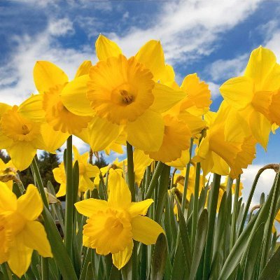 Daffodil in the city, fighting to stand out among the wheelie bins ☀☔🌈☀🍀🌺🌻🌹🌷🌲🌼🌸💐🌴🌧🌈🌥☀