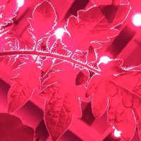 Horticulture and Product Physiology WUR (@hppwur) 's Twitter Profile Photo Horticulture and Product Physiology WUR (@hppwur) 's Twitter Profile Photo