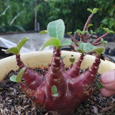 dewasilaa's profile picture. 