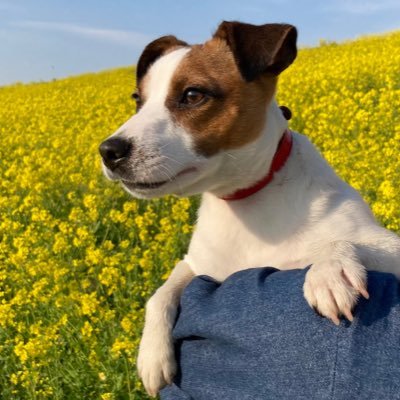なのは ジャックラッセルテリア Af Hsx Nanoha Twitter なのは ジャックラッセルテリア Af Hsx Nanoha Twitter