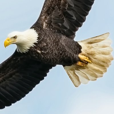 #Cardano EAGLE pool run by professionals from Virginia, USA. 0% fee. Portion of proceeds go towards fighting hunger in Africa. Developers of Pool Peek Mobile.