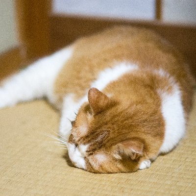 我輩は猫である 名前は たま この世にはいない 天国からいつも眺めておる 相方はやんちゃ坊主 子どもの頃からよく構ってくれた 一眼レフ持ってからはあまり構ってくれないけど…