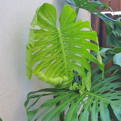 Não sei como o maracatu começou, mas vou até o fim.
