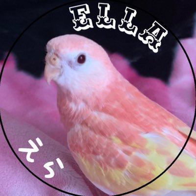 ユニークな3人の子供と11羽のぷりちぃインコと金魚達と植物達とゆるく生活中✨ ハンドメイドもしてます【@Rita_piyopiyo】を応援してくれると励みになります🍀