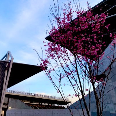 chan_pon_crz's profile picture. セレッソ大阪をぼちぼち応援しています。